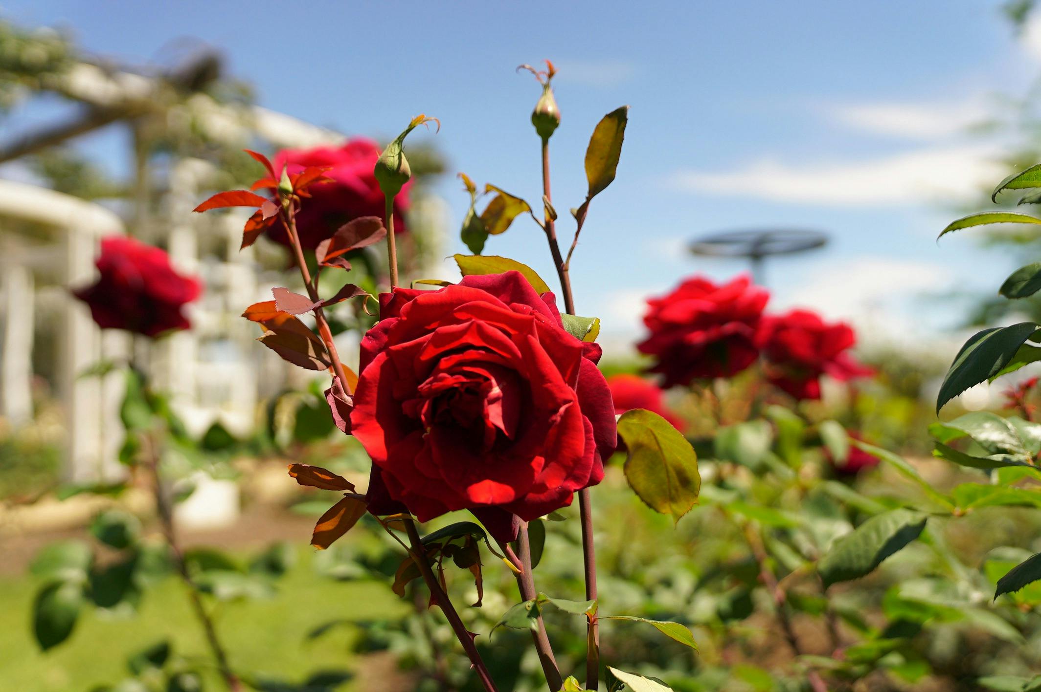 Red roses  in a garden