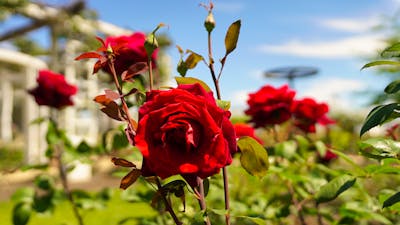 Red roses in a garden