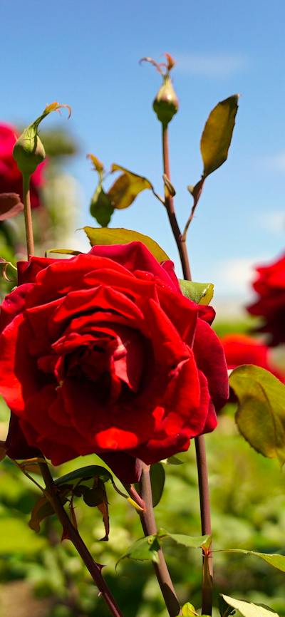 Red roses in a garden