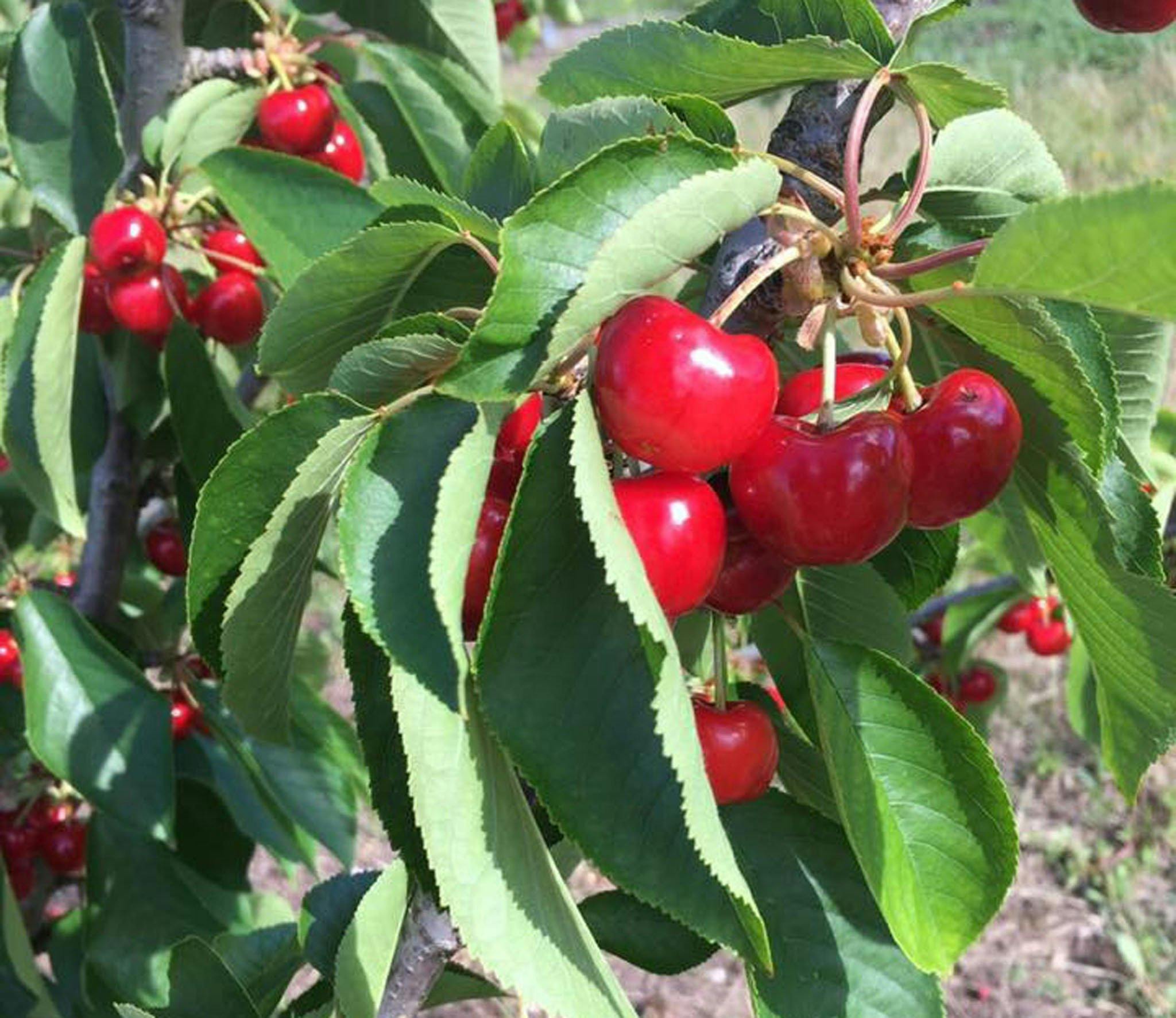 Sacred Hill Cherries Australia NSW Holidays & Things