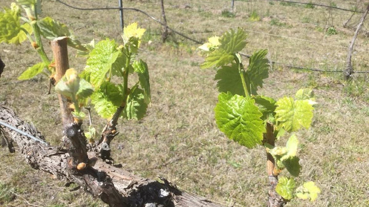 Granite Ridge Wines