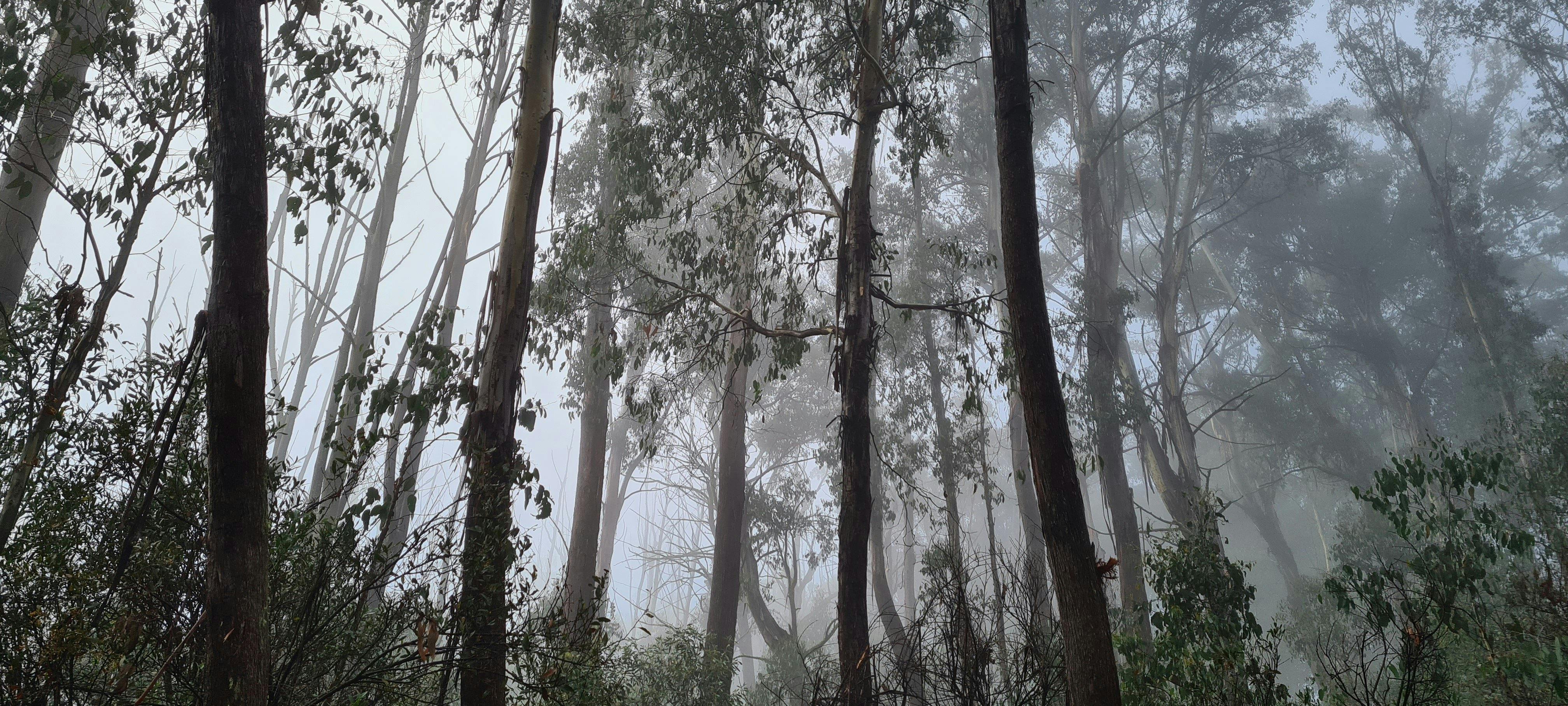 Mist in the forest of Clear Hills.