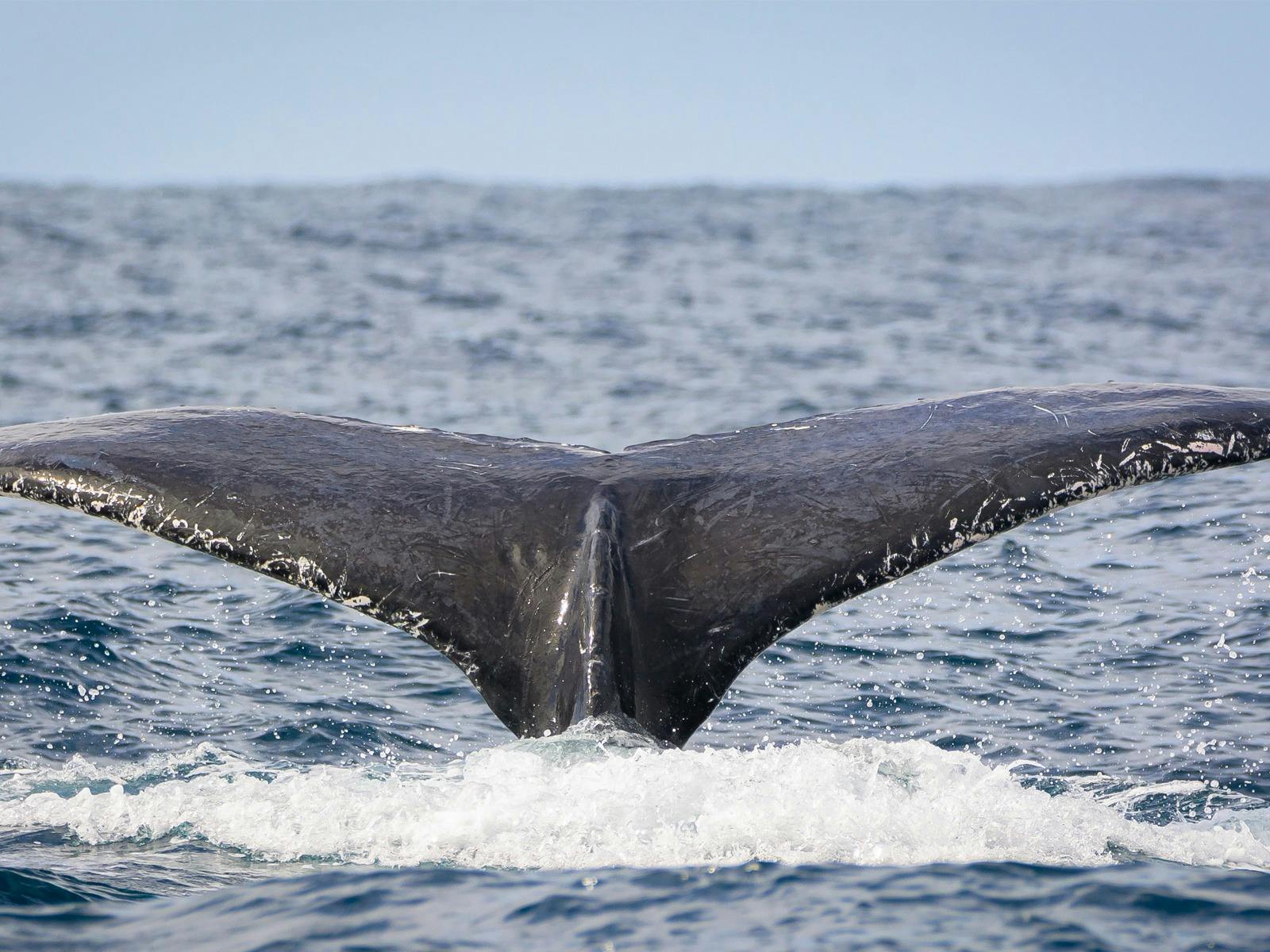 whale tail
