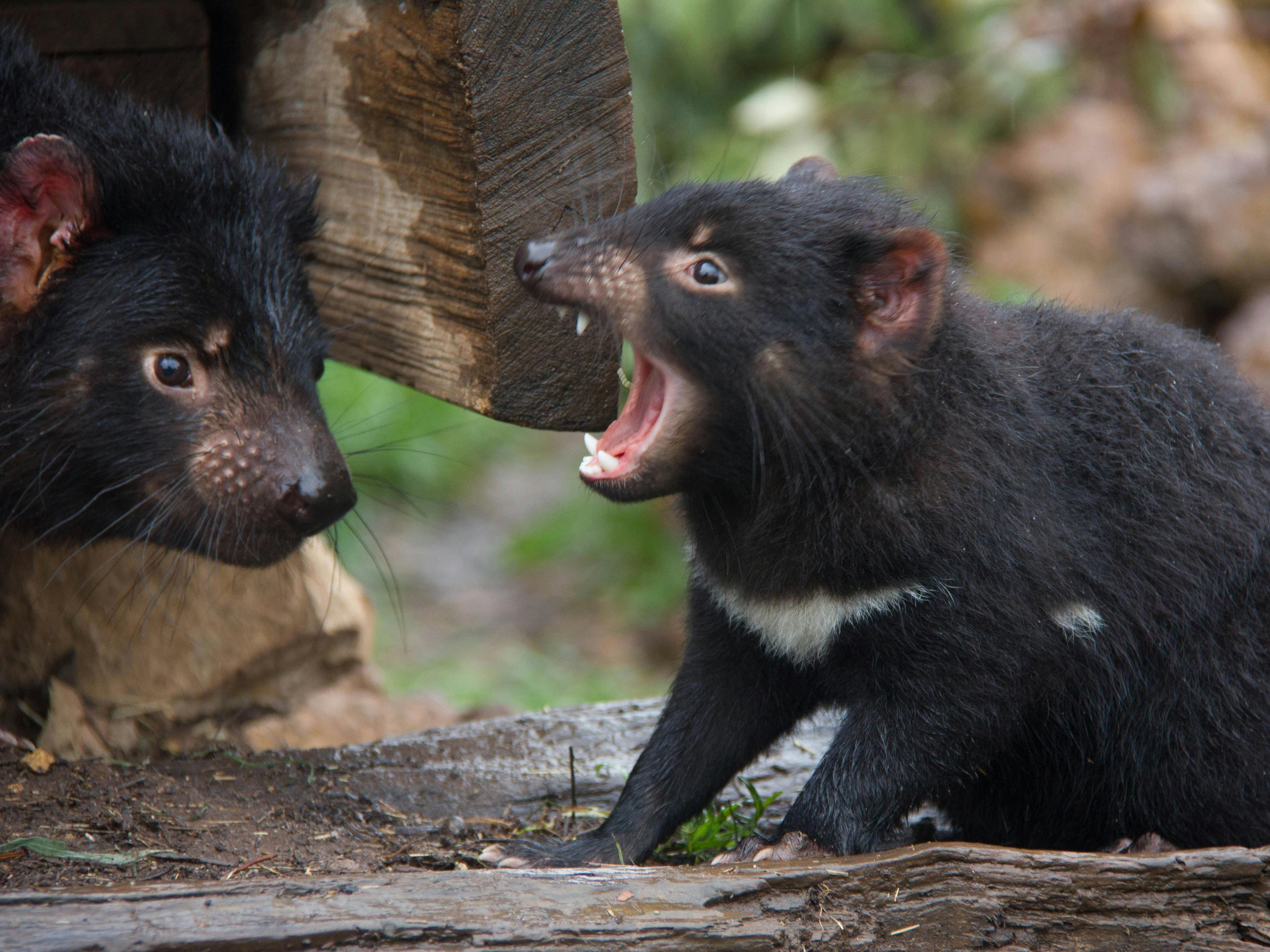 Tasmanian devil mother and juvenile