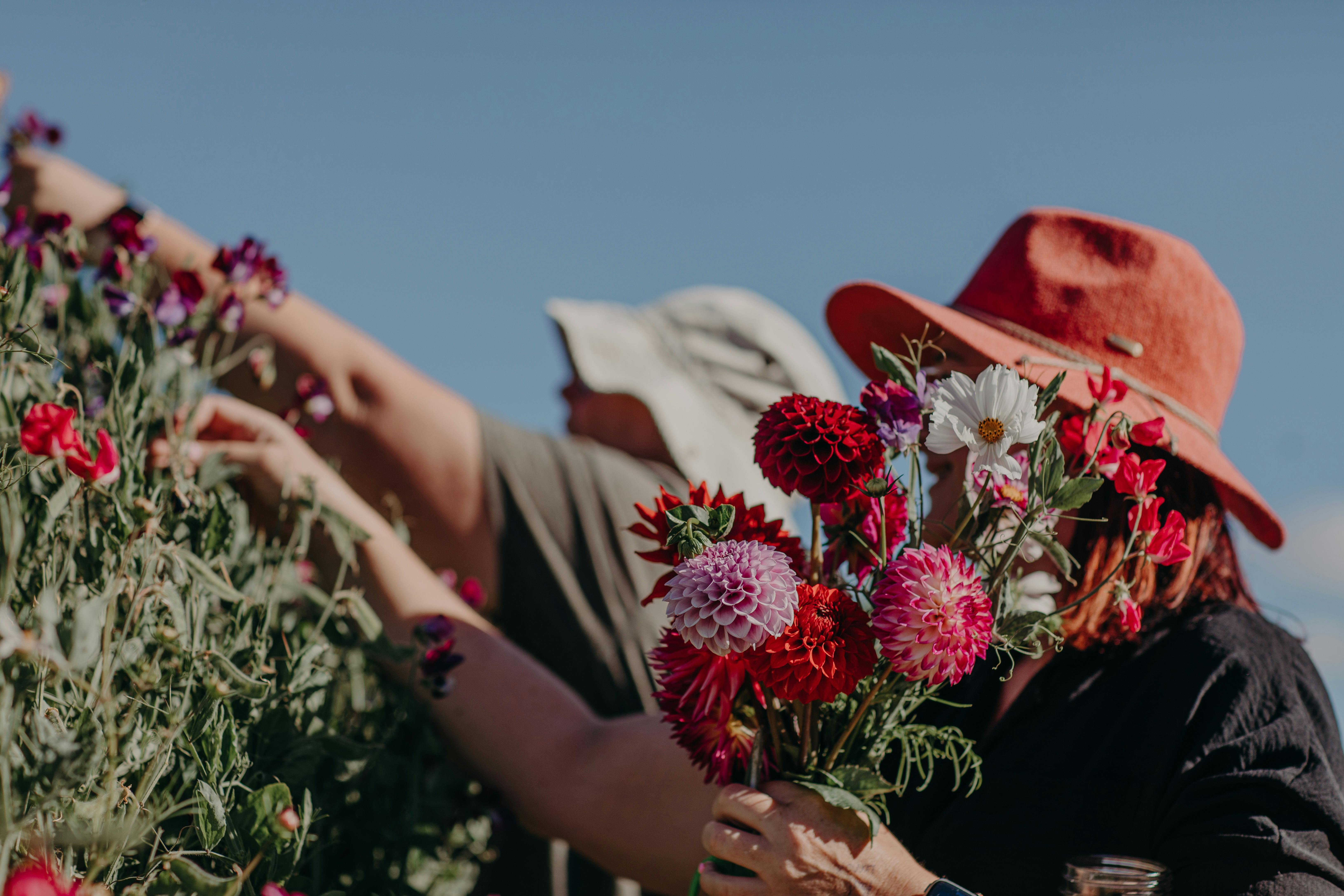 Little Forest Gardens - Pick Your Own Dahlias