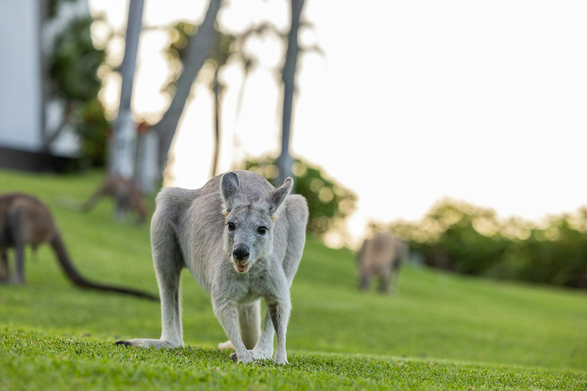 Wallaroos grazing in afternoon sunshine on Daydream Island.