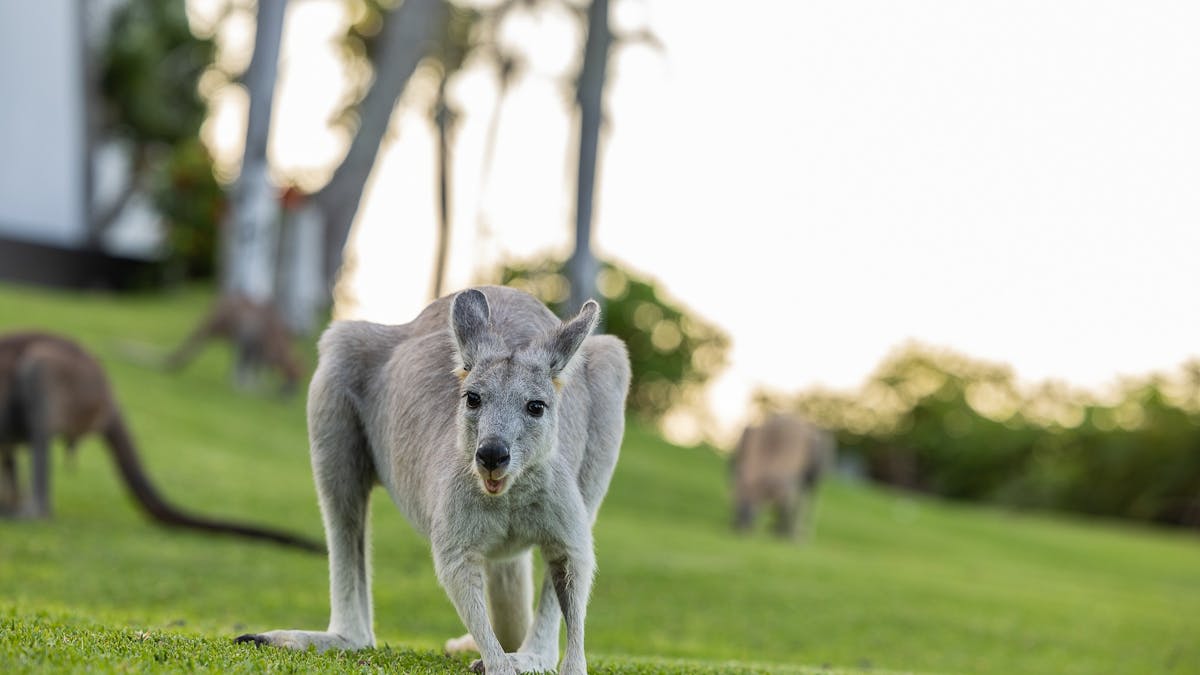 Wallaroos grazing in afternoon sunshine on Daydream Island.