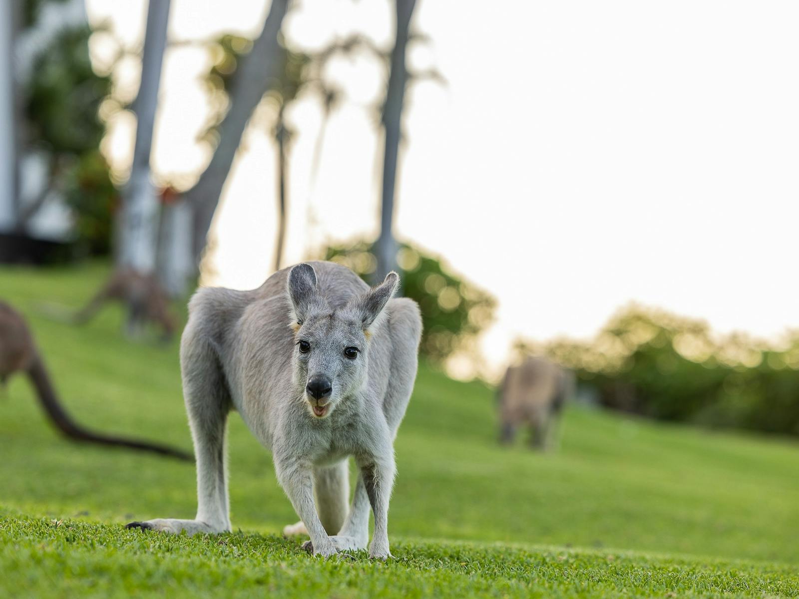 Wallaroos grazing in afternoon sunshine on Daydream Island.