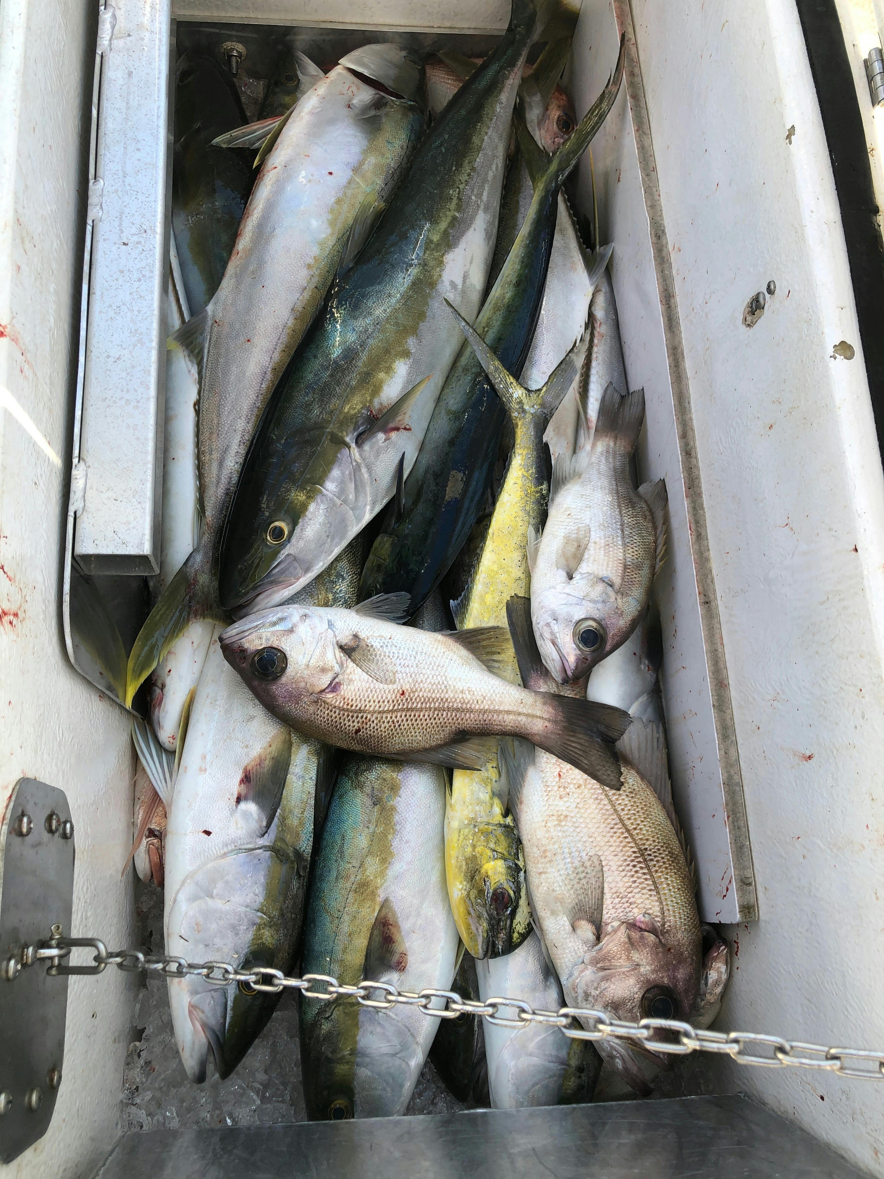 A great combination of Kingfish, Mahi Mahi and Pearl Perch with Yamba Fishing and Charters