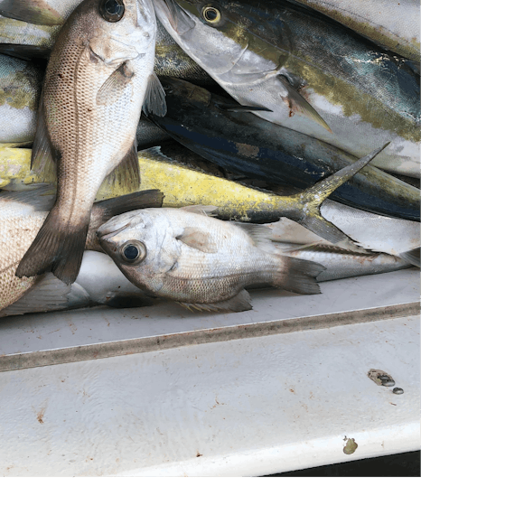 A great combination of Kingfish, Mahi Mahi and Pearl Perch with Yamba Fishing and Charters