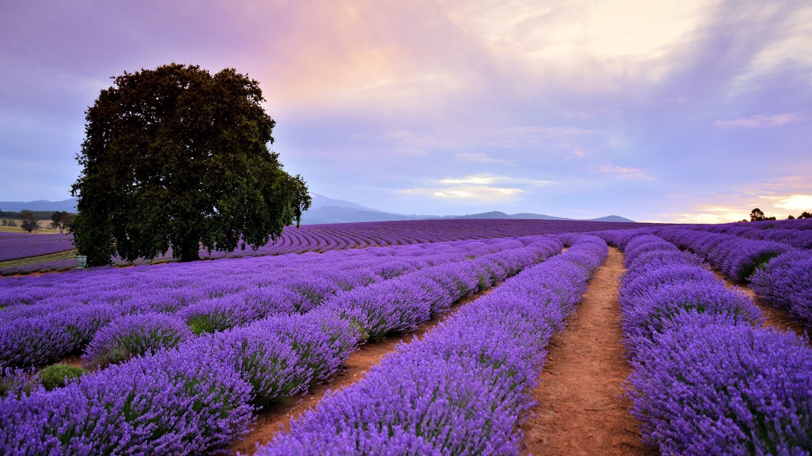 Insta-worthy Lavender Fields