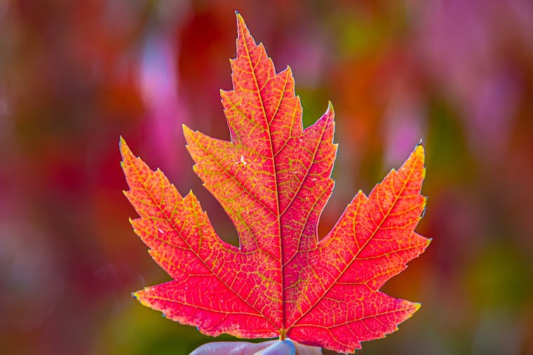 Stirling Autumn Photo Walk (1)