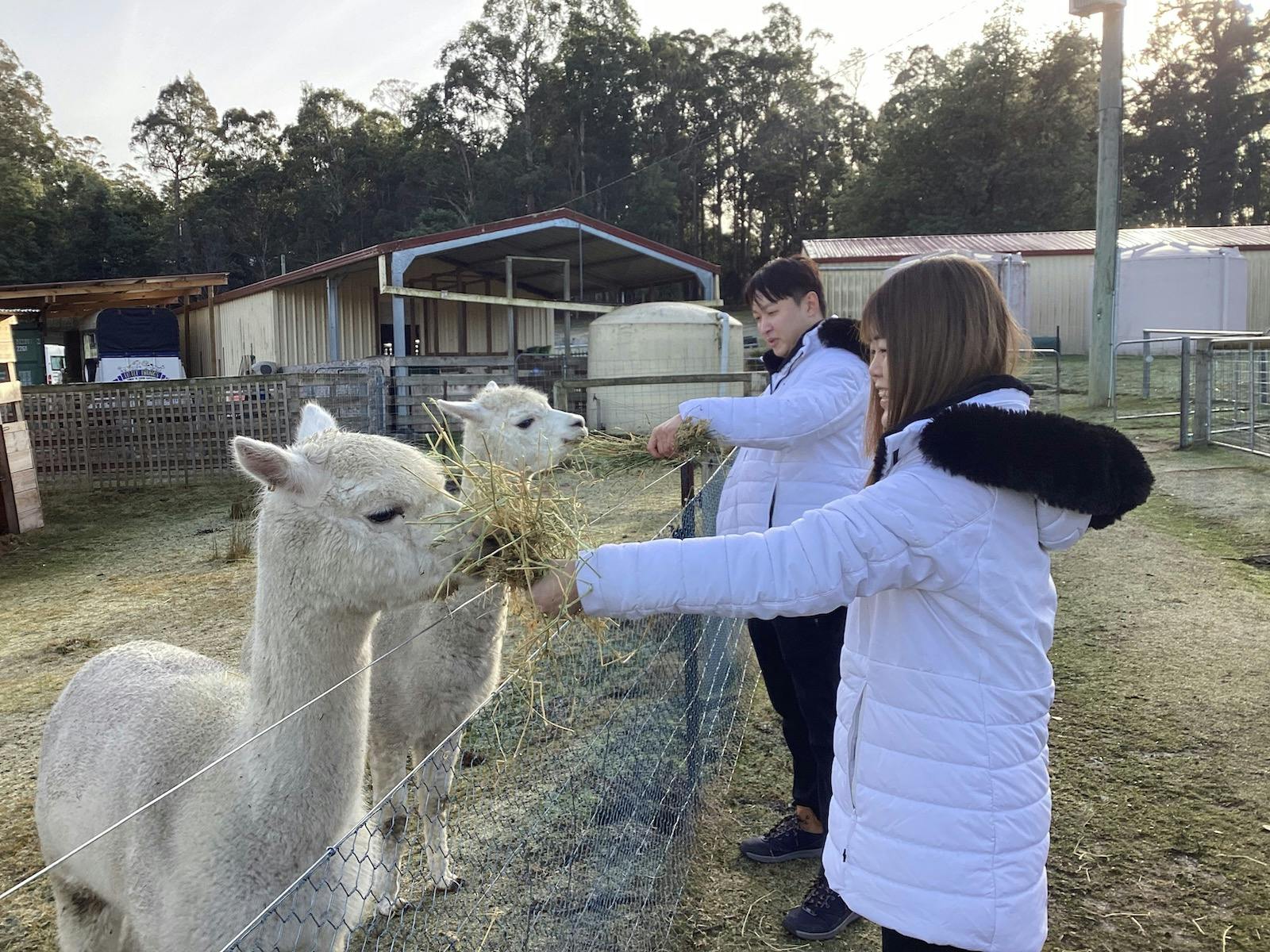 Couple feeding alpacas
