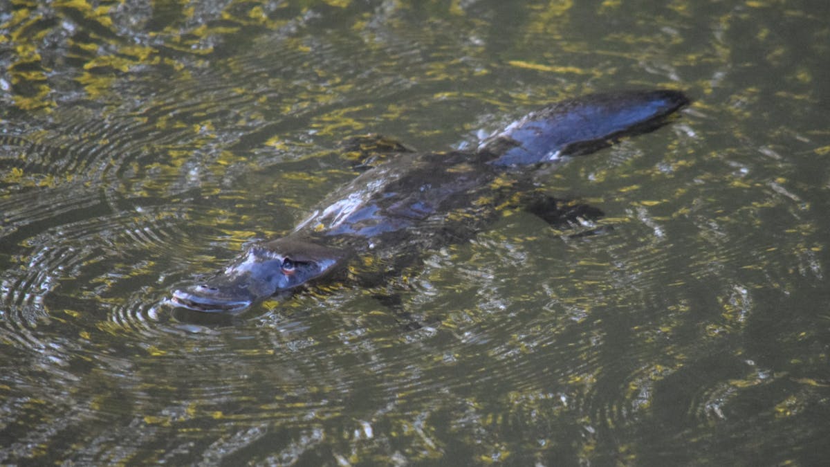 Platypus in the river