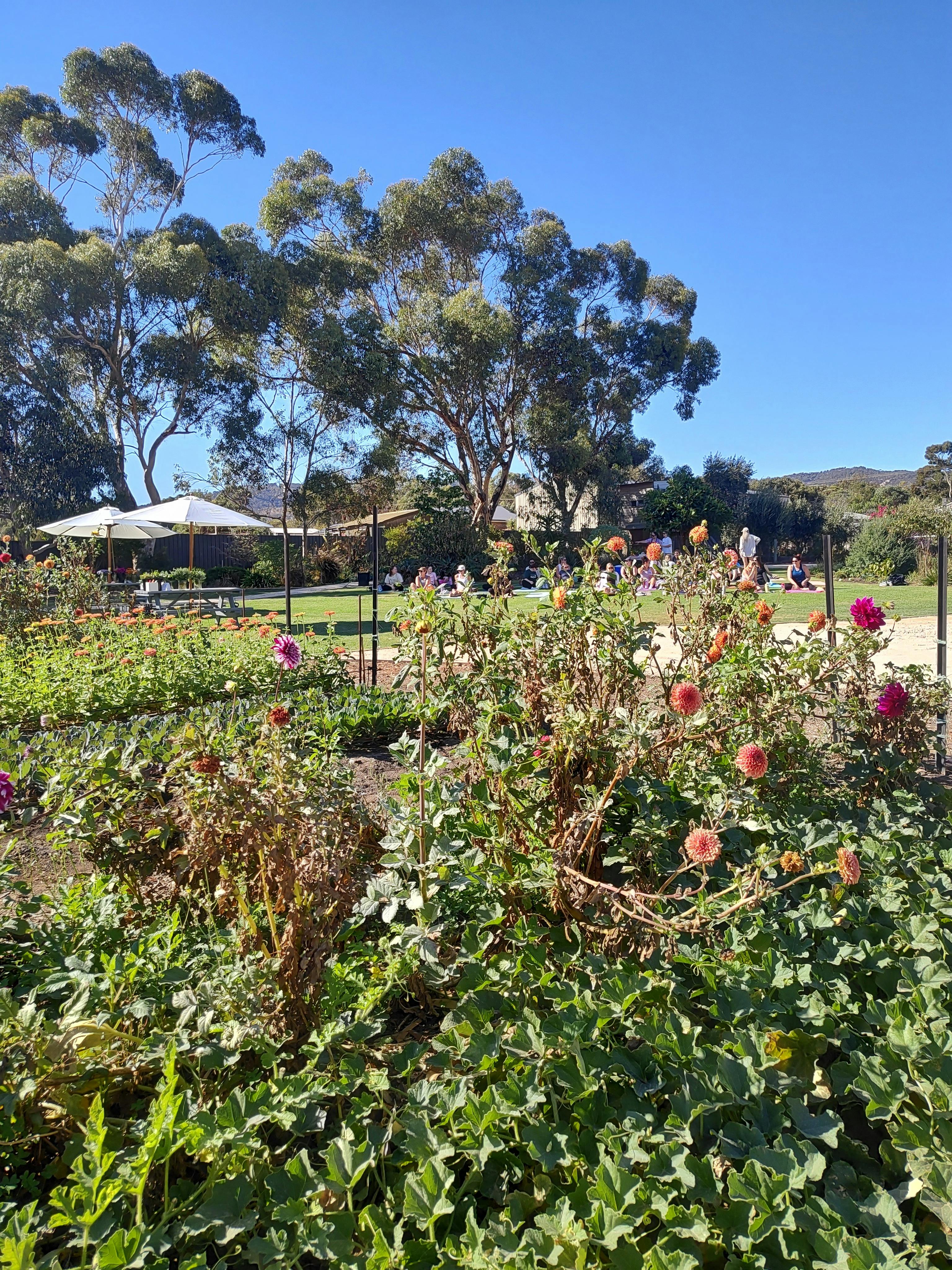 Flower Farm blooming