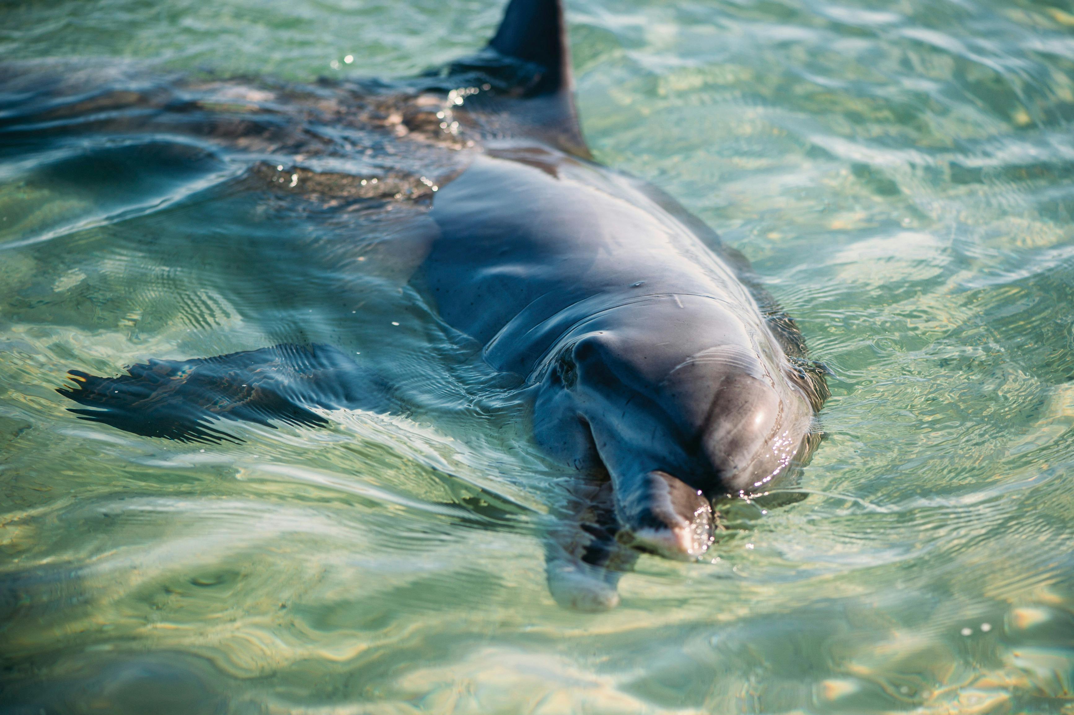 Perth to Broome itinerary, Monkey Mia, Western Australia