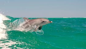 Rockingham Wild Encounters, Rockingham Beach, Western Australia