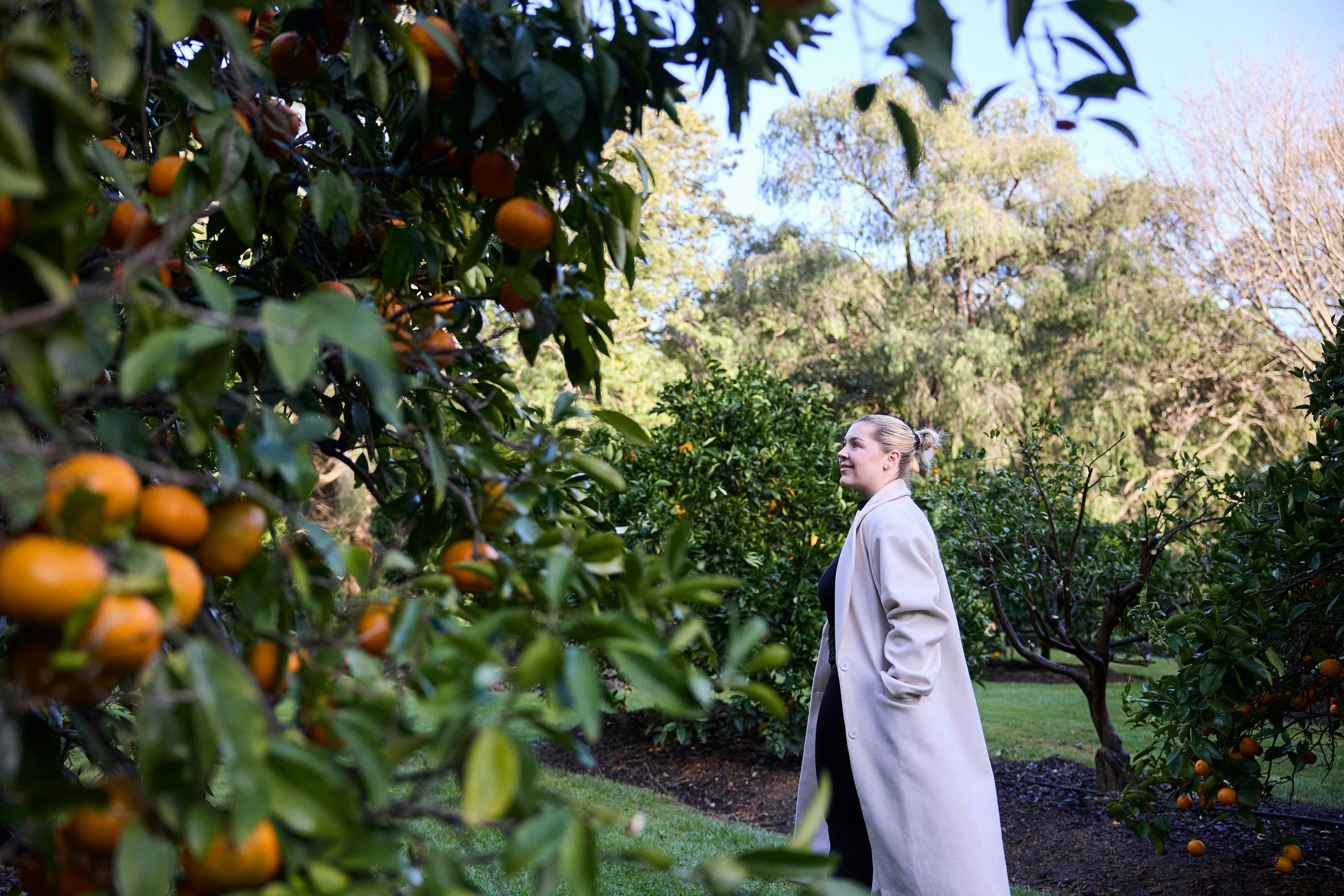 Orange Grove in Stirling Cottage Gardens