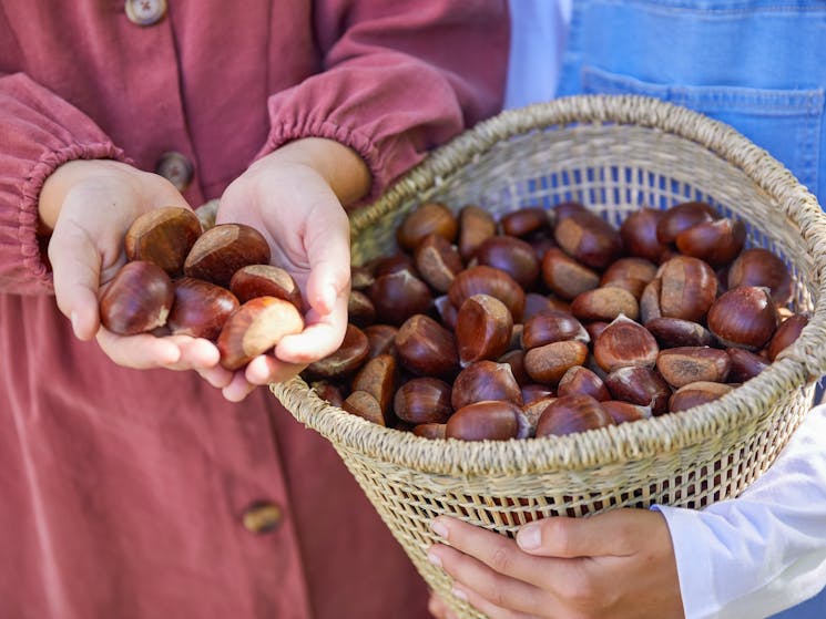 Young girl holding freshly picked chestnuts at Nutwood Farm, Mount Irvine