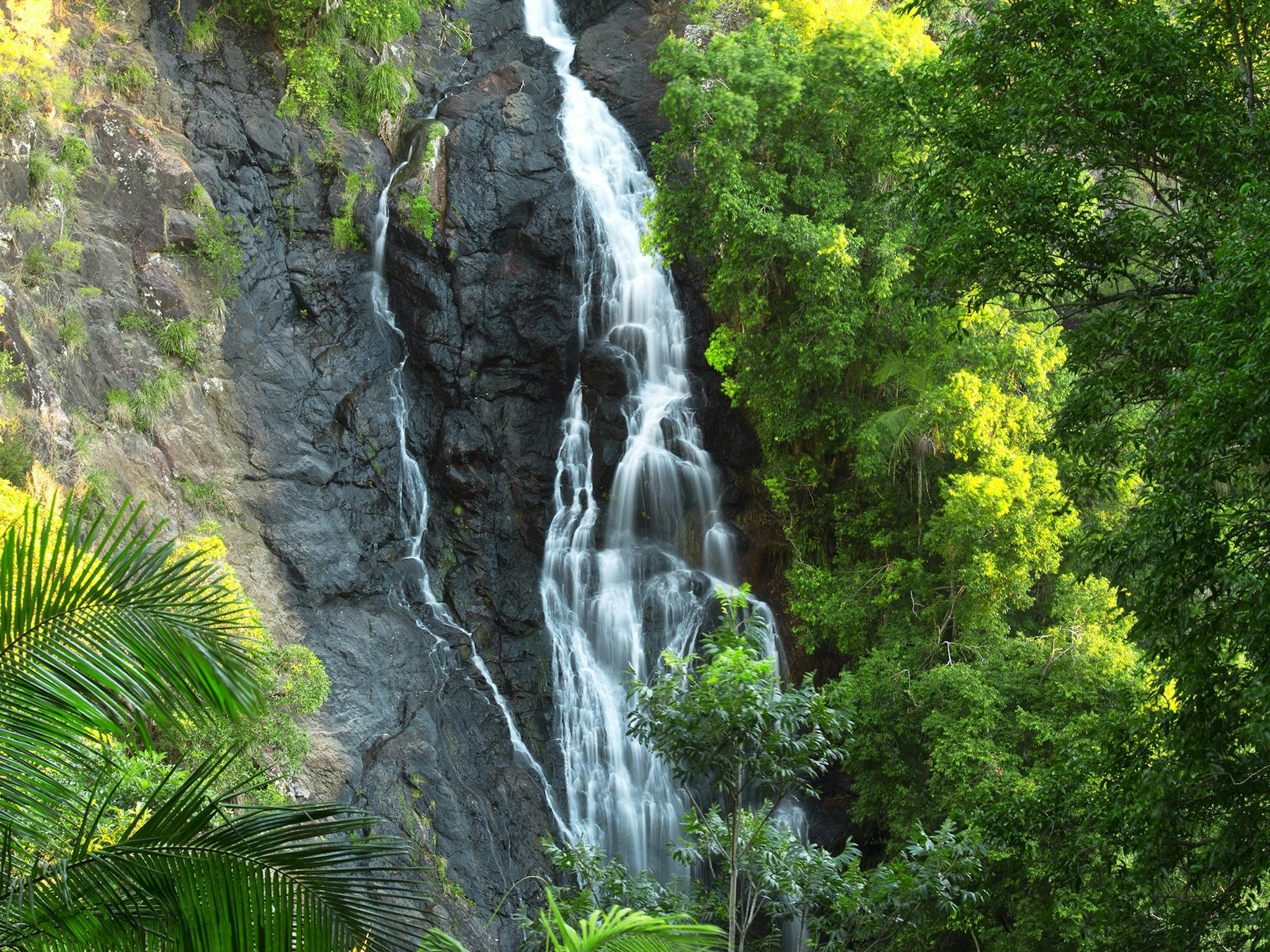 Kondalilla National Park Attraction Queensland