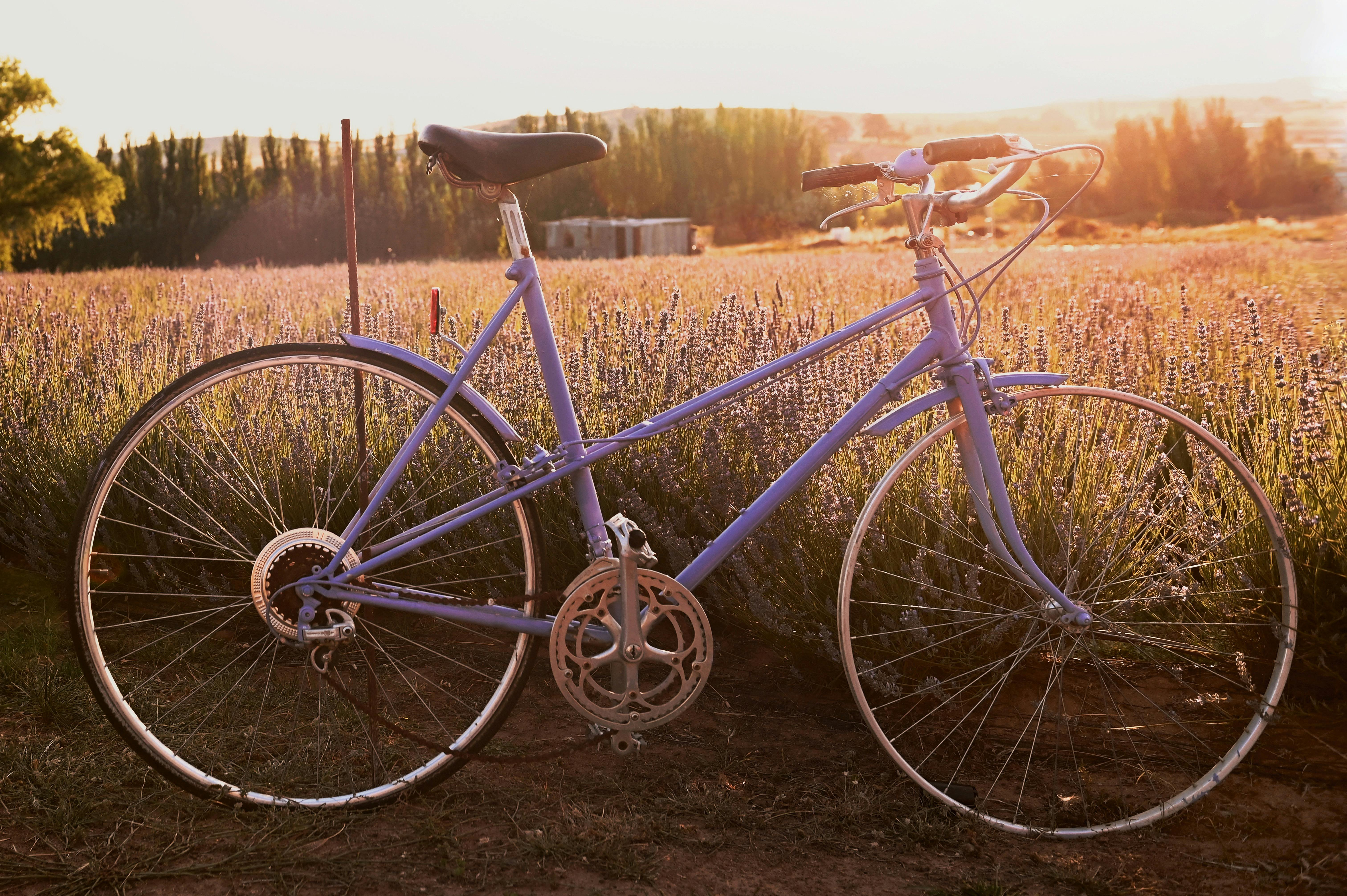 Glowing lavender in the sunset with cycle in the front
