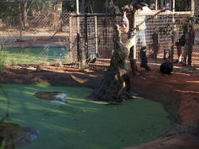 Malcolm Douglas Crocodile Park, Roebuck, Western Australia