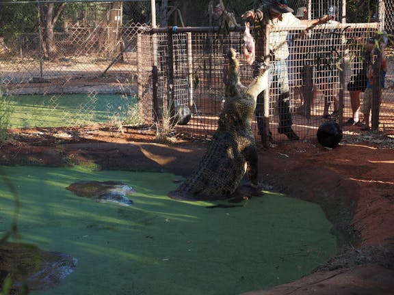 Malcolm Douglas Crocodile Park and Animal Refuge