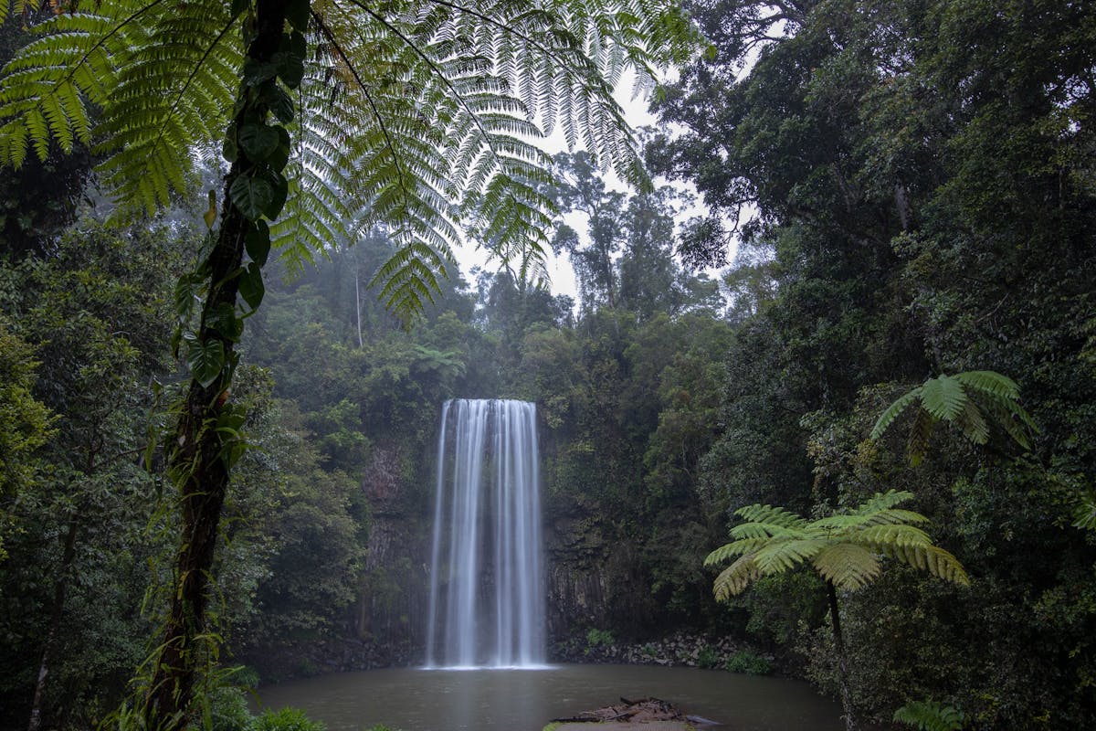 Millaa Millaa Falls, Atherton Tablelands