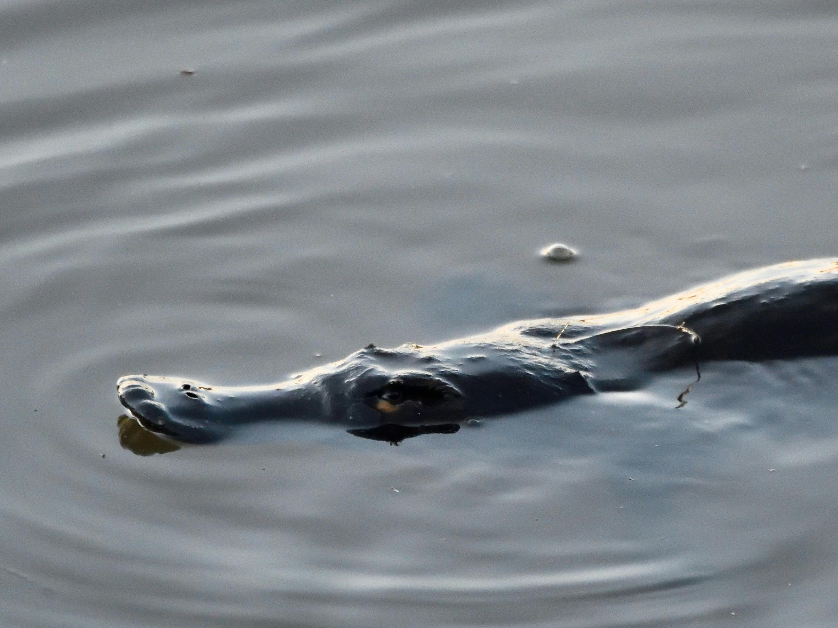 A platypus wimming