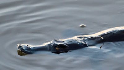 A platypus wimming