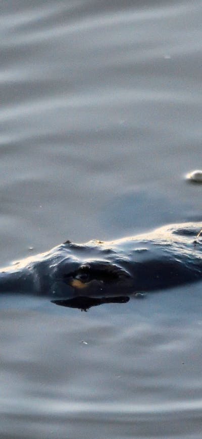 A platypus wimming