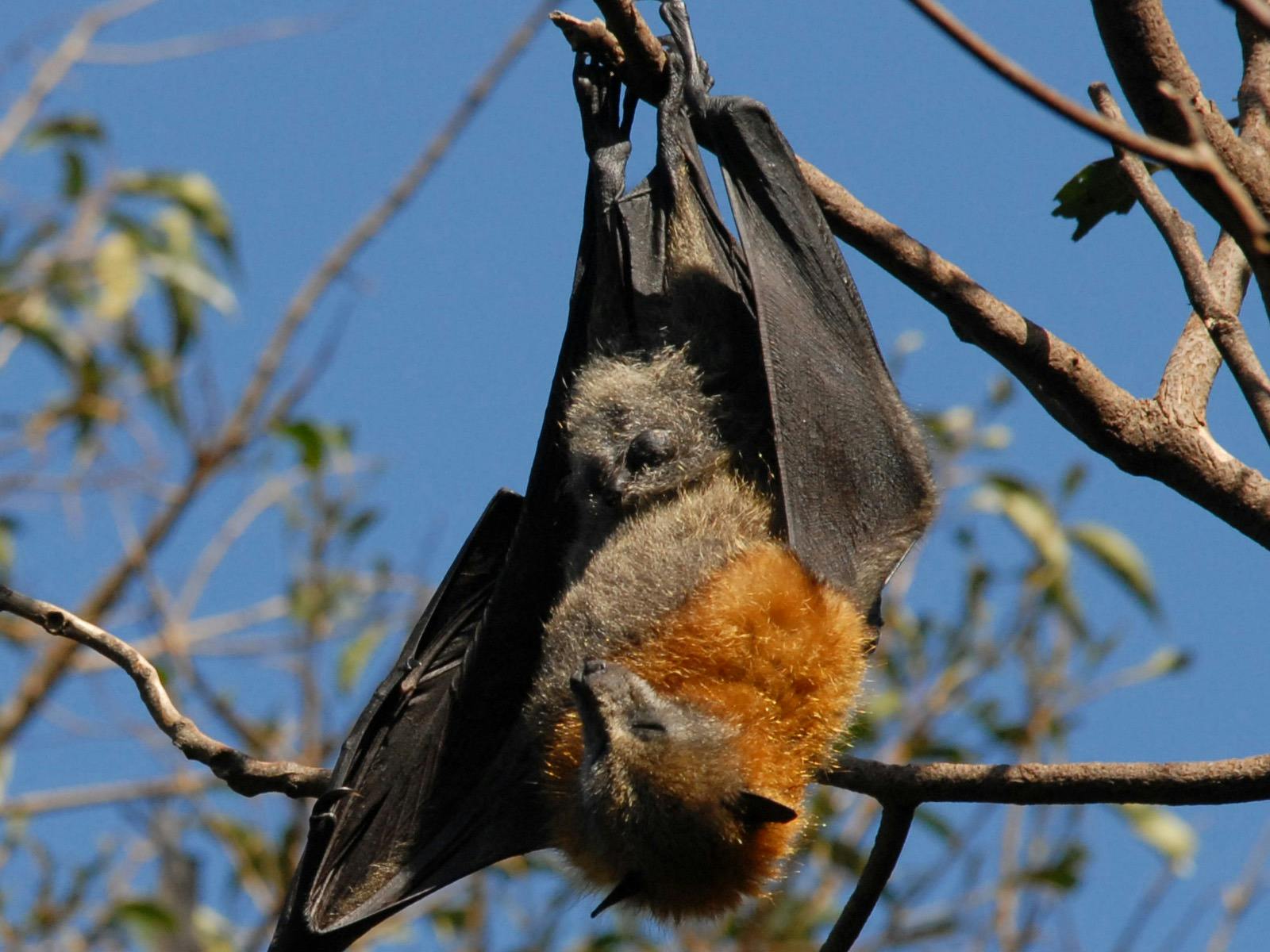 Flying fox 3