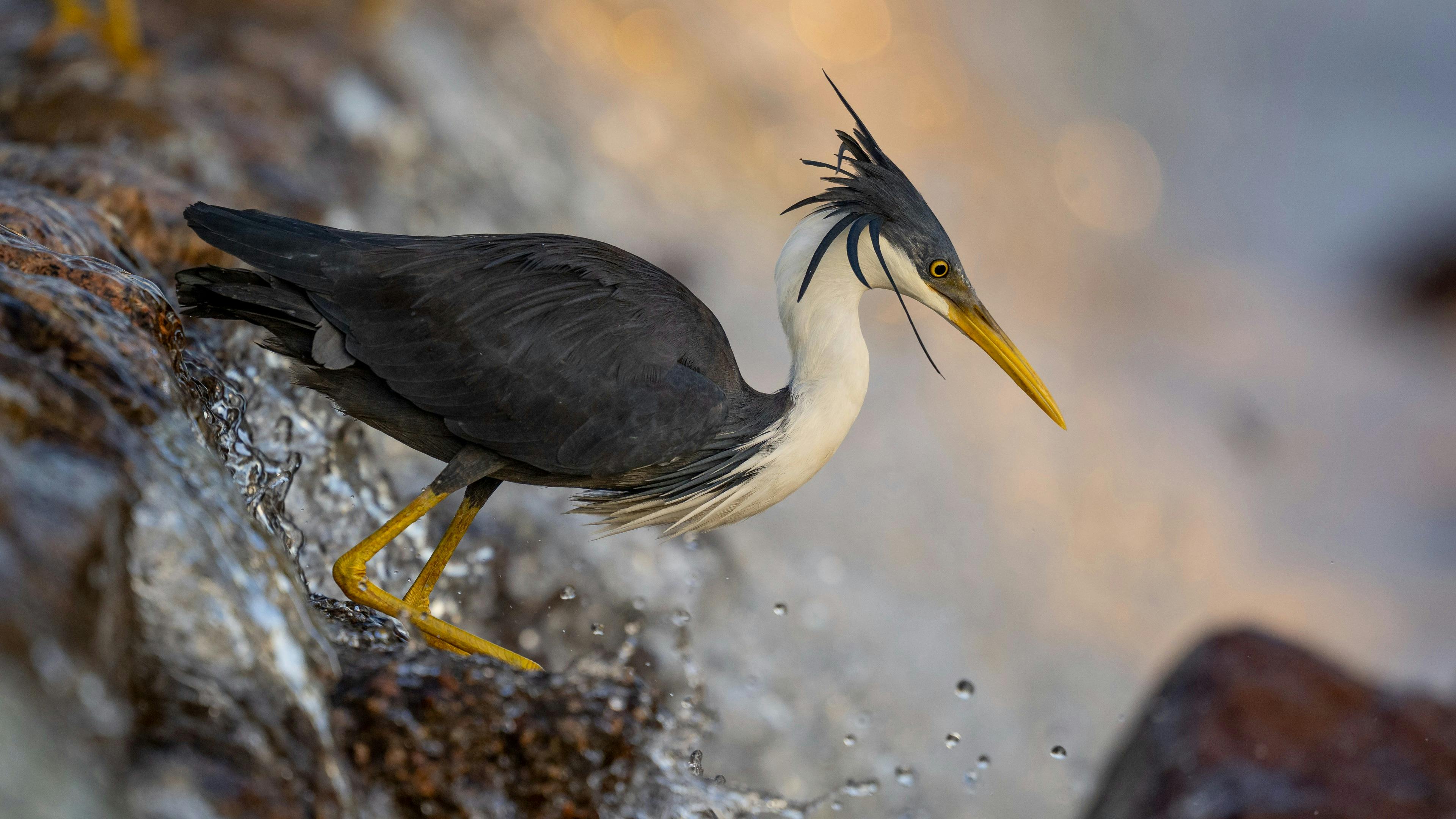 WILDFOTO Half Day Private Boat Safaris
