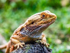 Wildlife Rangers: School holiday fun