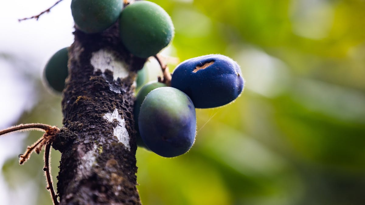 Cairns Tasting Tours