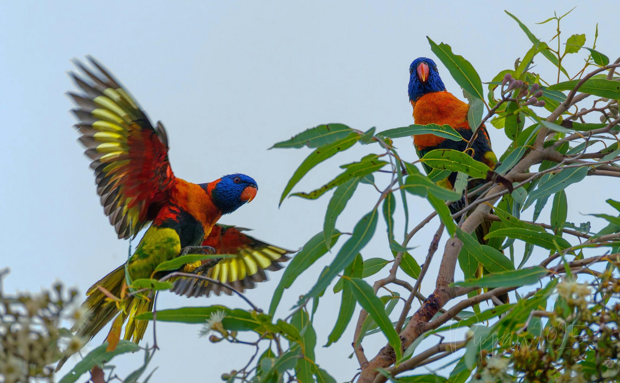Red-collared Lorikeets, Trichoglossus rubritorquis, at East Point, Darwin, Northern Territory