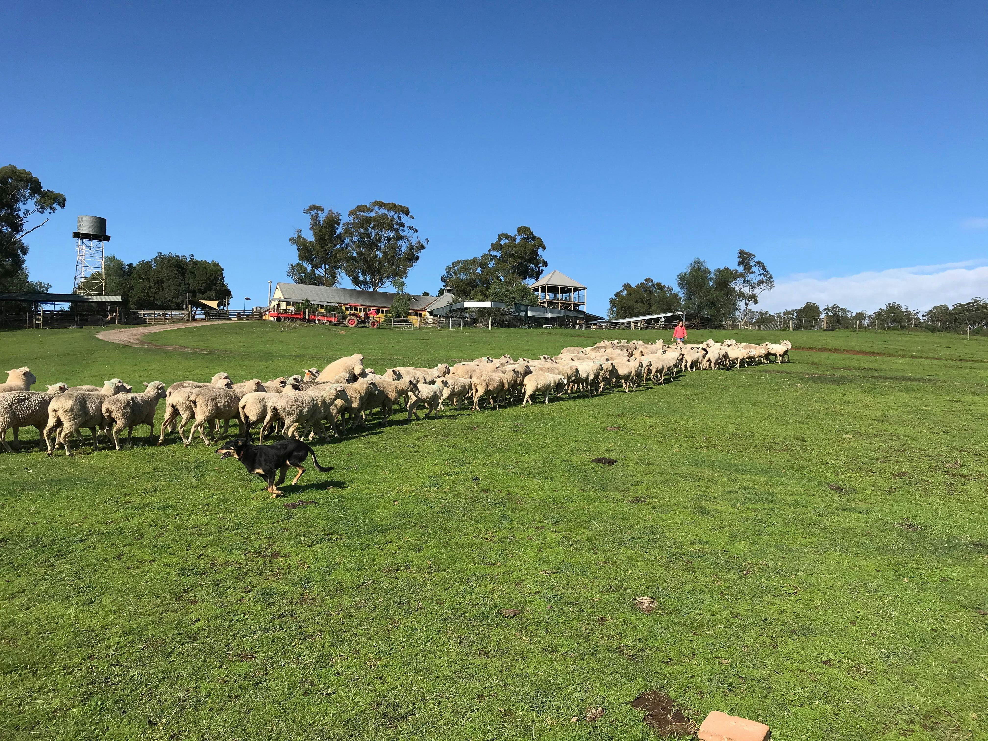 澳大利亚工作犬