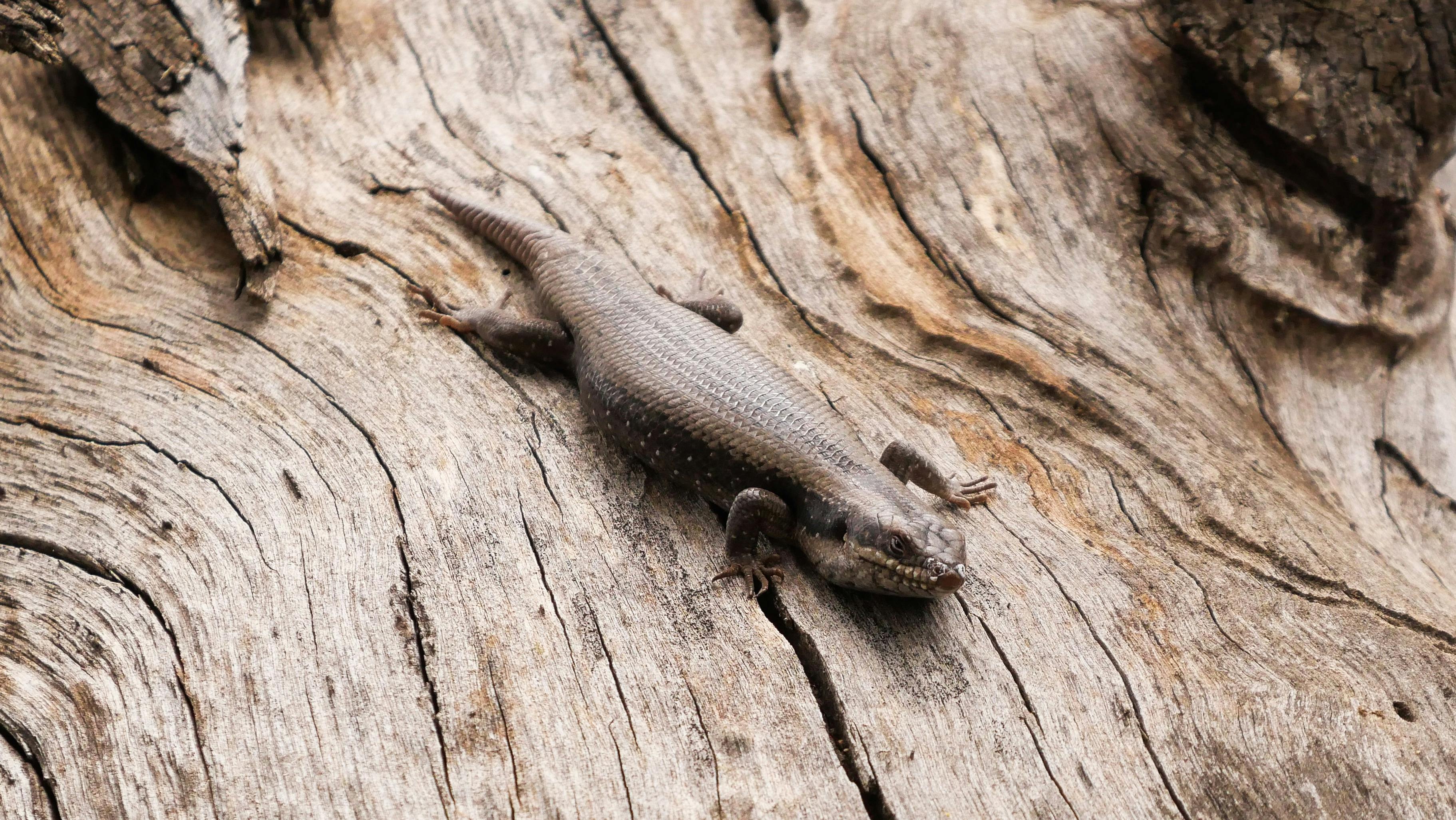 Tree Skink