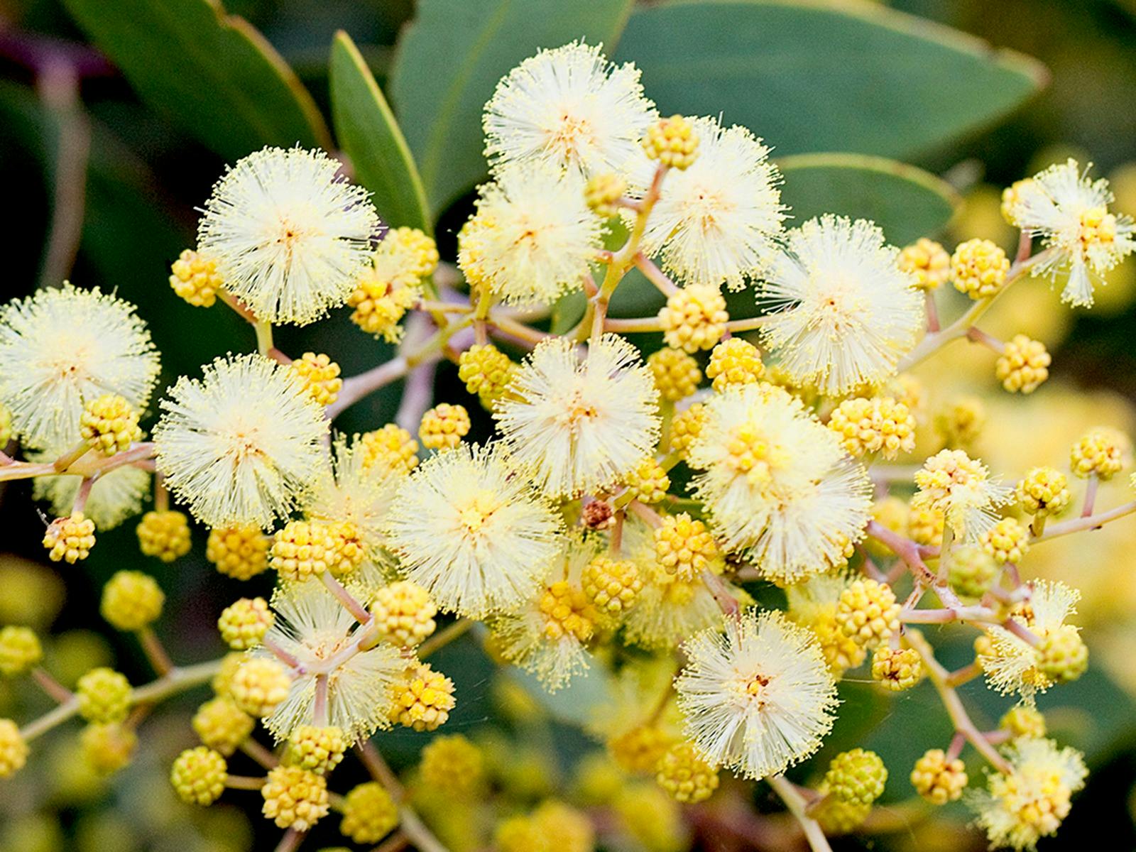 Close up high definition photo of Golden Wattle in bloom