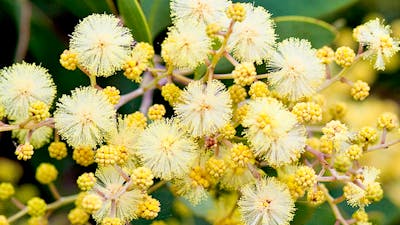 Close up high definition photo of Golden Wattle in bloom