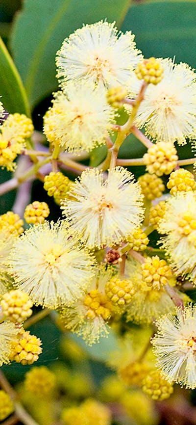 Close up high definition photo of Golden Wattle in bloom