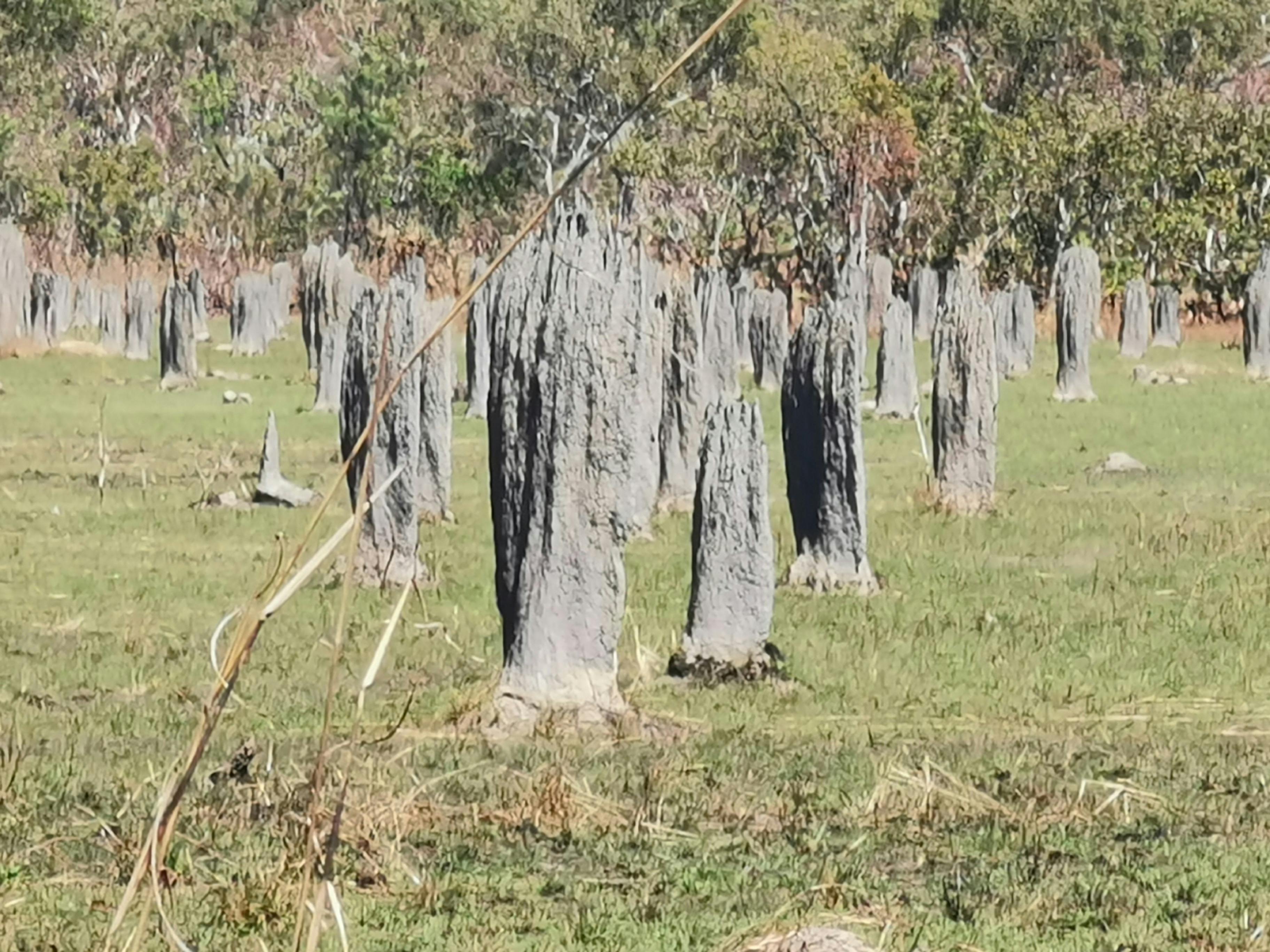 termite mounds