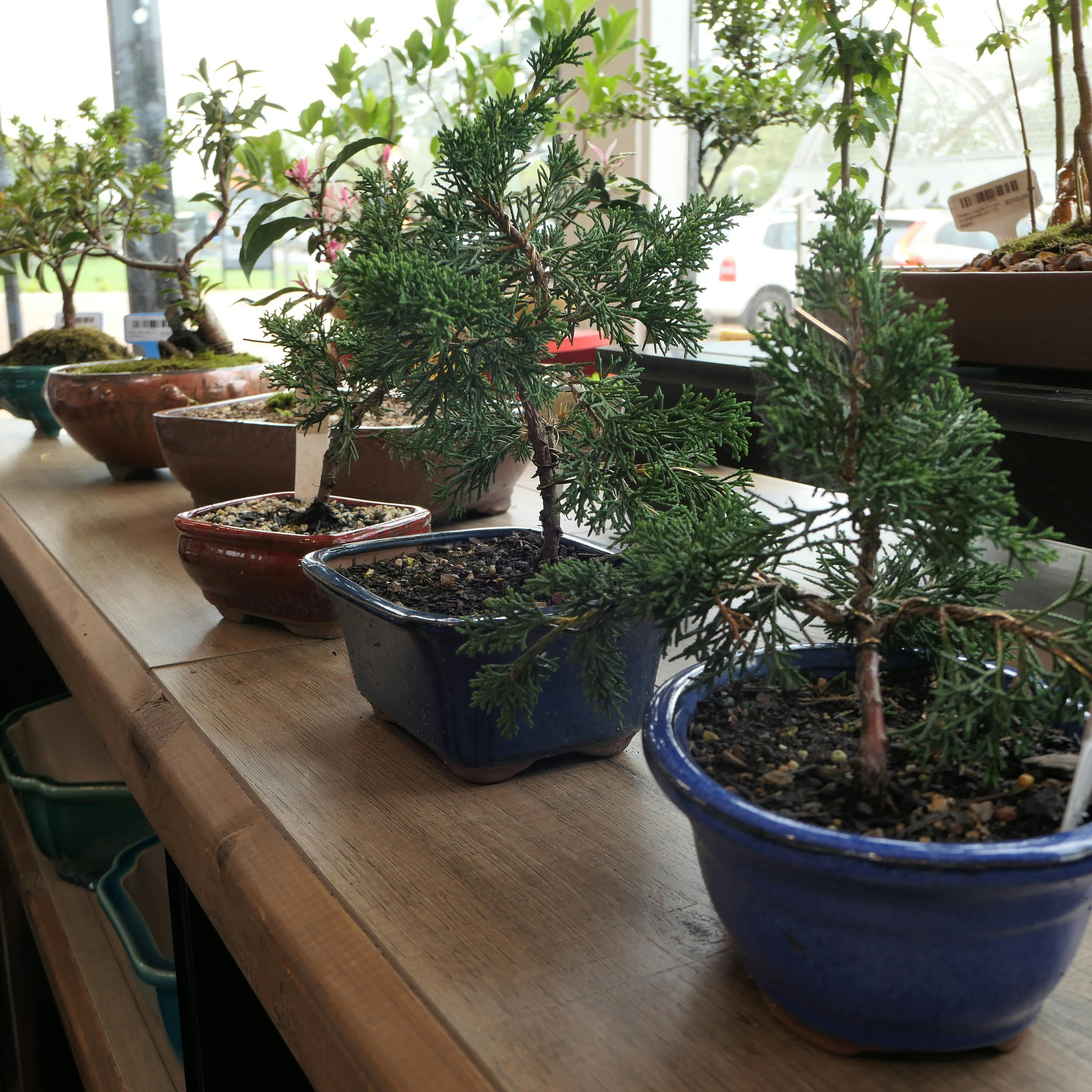 盆景植物和花盆