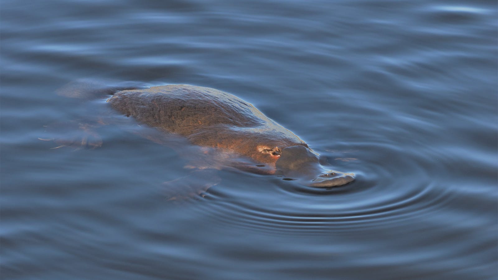 PLATYPUS IN DEW RIVULET RATHMORE