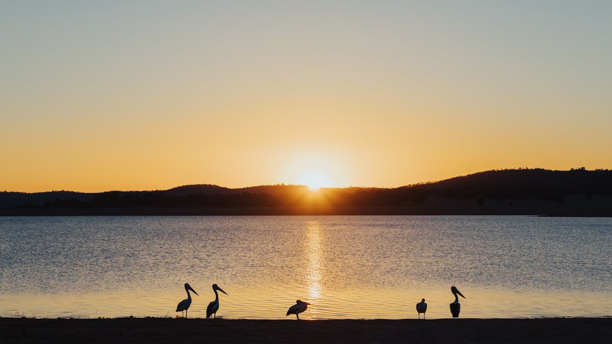 photo of birds along the bank of Leslie Dam at sunset