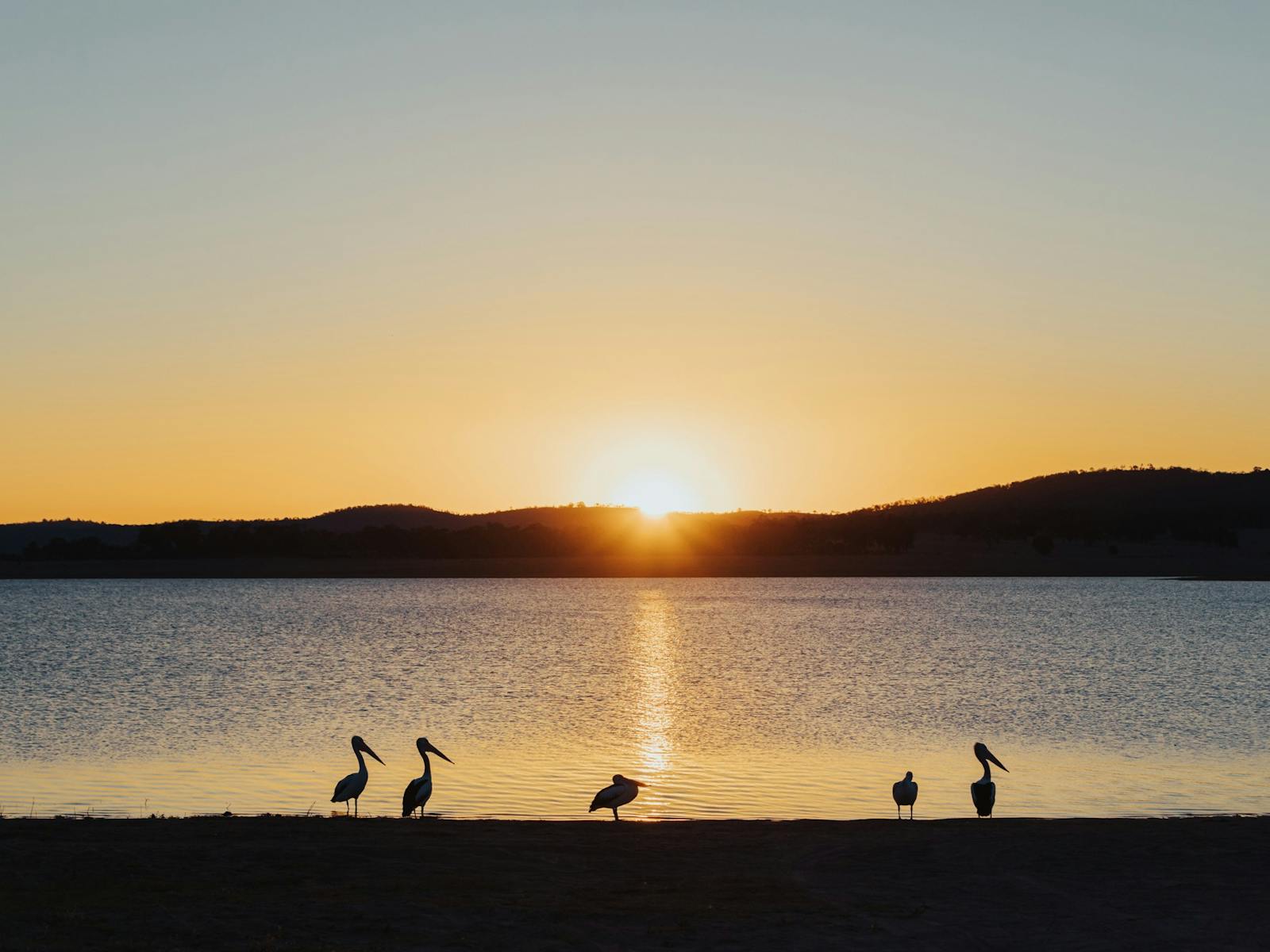 photo of birds along the bank of Leslie Dam at sunset