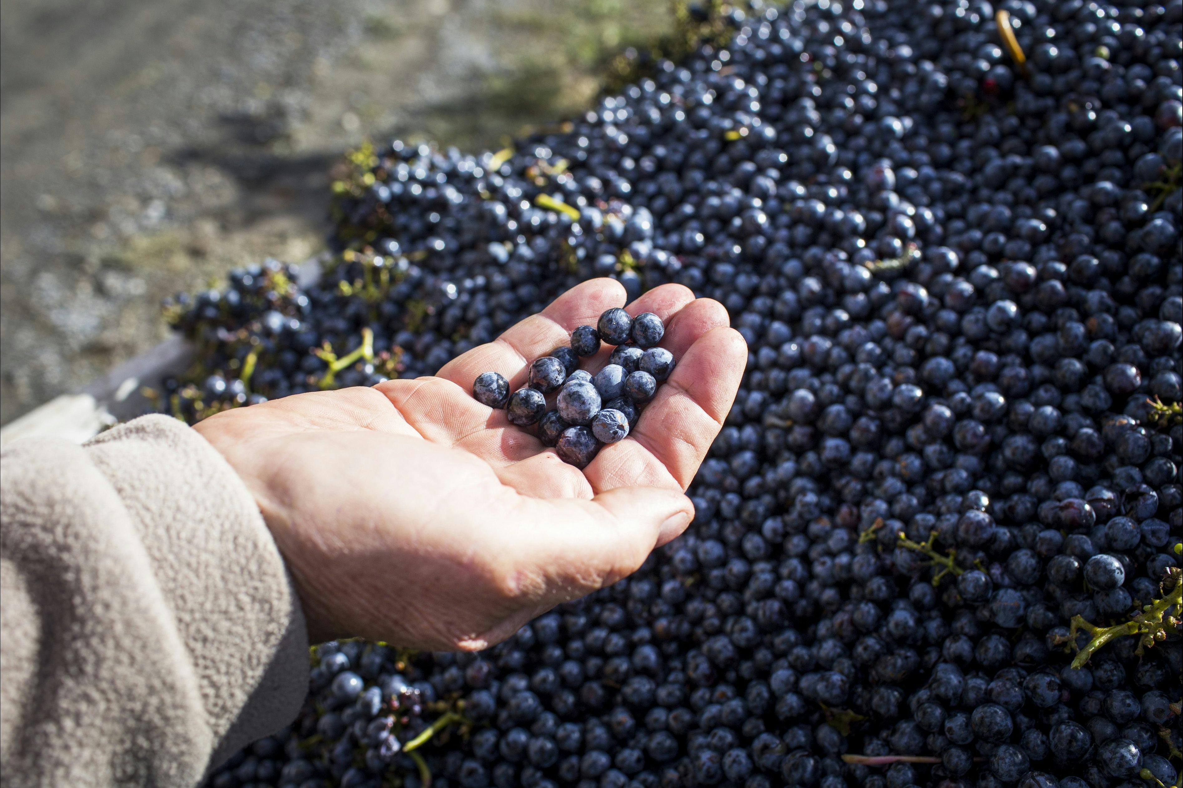 Hand holding grapes