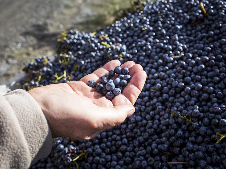 Hand holding grapes