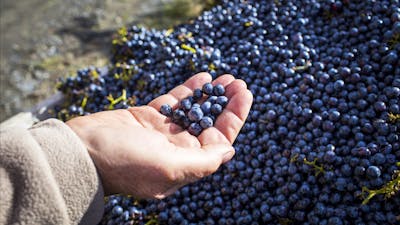 Hand holding grapes