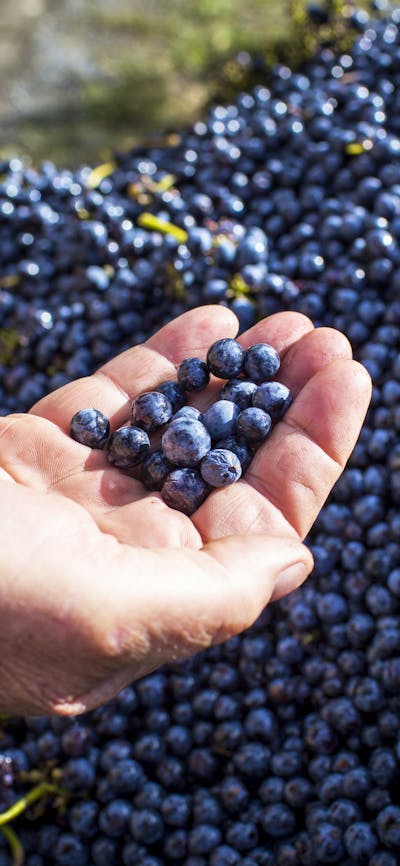 Hand holding grapes